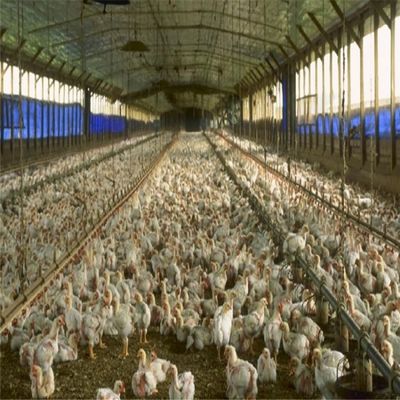 Estrutura de aço pré-moldado profissional Estrutura Espacial Quadro Edifício de fazenda de frango