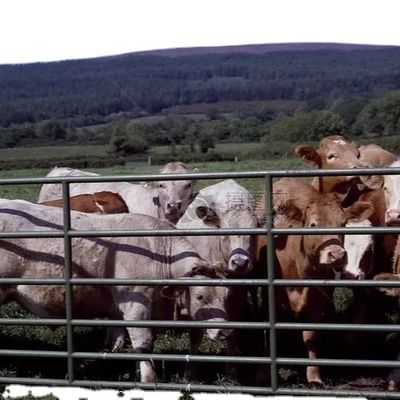 Estrutura de Aço Personalizada para Aviário com Instalação Rápida