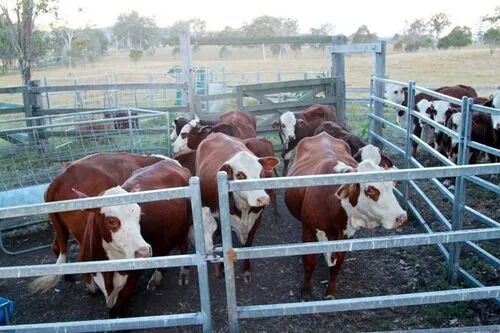 Estruturas espaciais de aço revestidas em pó com elevada resistência sísmica e adequadas para projetos de infraestrutura de grande escala
