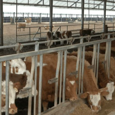 Estrutura de Aço Personalizada para Aviário com Instalação Rápida